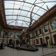 Muzeum Sztuki Naturalnej w Berlinie: co warto wiedzieć przed wizytą?